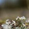 Small white flower close up