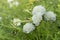 Small white flower on the grass.