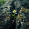 Small White Flower Growing in Tree Trunk Crack