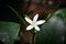 Small White Flower Of Kumquat