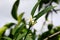 Small White Flower Of Kumquat