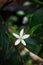 Small White Flower Of Kumquat