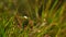 Small white flower on lush green field