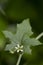 Small white flower on palm-shaped leaf