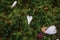 Small white flower petals and red maple leaves on the moss land in Saihoji Temple, Kyoto, Japan