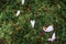 Small white flower petals and red maple leaves on the moss land in Saihoji Temple, Kyoto, Japan