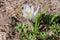 a small white flower  a primrose  blossomed on the brown ground. first spring plants. the beginning of a new life. Horizontal