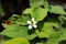 Small white flower of Tricolor houttuynia  or Chameleon plant