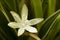 Small white flower wet from dew with foliage background, macro photography