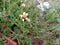 The small white flower with yellow heads