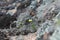 small white flower with yellow petals, field pansy violets growing on a granite stone with different kinds of lichen