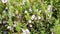 Small white flowers on a background of green leaves swaying from the wind
