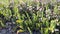 Small white flowers on a background of green leaves swaying from the wind