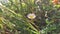 Small white flowers bloom among the weeds on the top of Mount Prau, Central Java, Indonesia