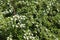 Small white flowers on branches of Cotoneaster horizontalis