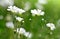 Small white flowers Chickweed or Cerastium arvense.