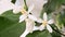 Small white flowers of citrus plant Calamondin, Citrofortunella microcarpa, Citrus madurensis with light green young leaves, close