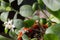 Small white flowers of citrus plant Calamondin, Citrofortunella microcarpa, Citrus madurensis with light green young leaves, close