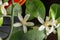 Small white flowers of citrus plant Calamondin, Citrofortunella microcarpa, Citrus madurensis with light green young leaves, close