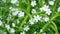 Small white flowers in a clearing on a green background starlet erect