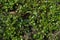 Small white flowers of common chickweed