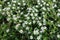 Small white flowers of Cotoneaster horizontalis