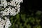 Small white flowers in a dark forest with copy space