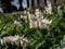 Small white flowers of early spring herbaceous plant - the Dutchman`s britches or Dutchman`s breeches Dicentra cucullaria