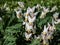 Small white flowers of early spring herbaceous plant - the Dutchman`s britches or Dutchman`s breeches Dicentra cucullaria