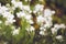 Small white flowers. Garden plants with white flowers. Delicate, spring flowers. Shallow depth of field, with a large blurred