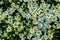 Small white flowers and green leaves garden top view