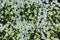 Small white flowers and green leaves garden top view