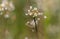 Small white flowers on herbaceous plants in spring. Close-up