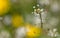 Small white flowers on herbaceous plants in spring. Close-up