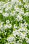 Small white flowers of horseradish, close-up