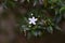 Small white flowers in the middle of beautiful green leaves