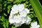 The small white flowers of primula hirsuta