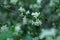 Small white flowers Spiraea cinerea ashen, macro close-up texture floral background.