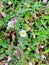 Small White Flowers in Sri Lankan garden