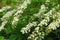 Small, white flowers in sumptuous clusters along leafy Spirea shrub branches