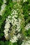Small, white flowers in sumptuous clusters along leafy Spirea shrub branches