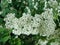 Small, white flowers in sumptuous clusters along leafy Spirea shrub branches