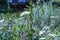 Small white flowers of yarrow a medical herb