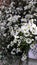 Small white flowers with yellow gerbera