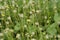 Small white flowers with yellow petal in the filed