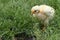 Small white fluffy chicken in the grass