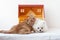 A small white fluffy Pomeranian puppy and a small red kitten are lying in a toy house, snuggled up to each other, the