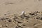 Small White-fronted Plover Bird On Beach Sand Charadrius marginatus