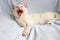 A small white funny cat lies and yawns with narrowed eyes