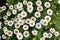 Small white garden flowers similar to chamomile